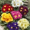 Primula Giants Mix