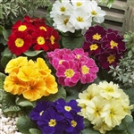 Primula Giants Mix