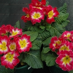 Primula Giants Pink Flame