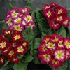 Primula Giants Purple Flame