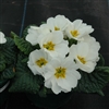 Primula Giants White