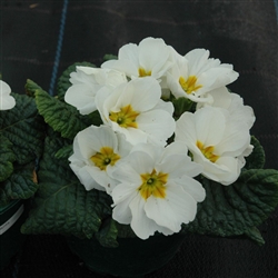 Primula Giants White