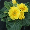 Primula Giants Yellow