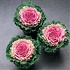 Kale Songbird Pink (Round)