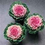 Kale Songbird Pink (Round)