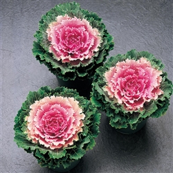 Kale Songbird Pink (Round)