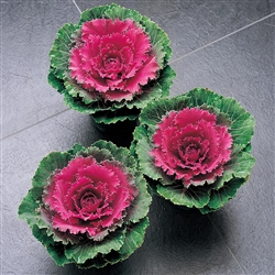 Kale Songbird Red (Round)