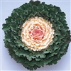 Kale Songbird White (Round)