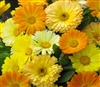 Calendula Fruit Twist Mix