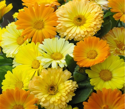 Calendula Fruit Twist Mix