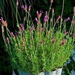 Lavender Castillano (Stoechas)