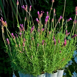 Lavender Castillano (Stoechas)