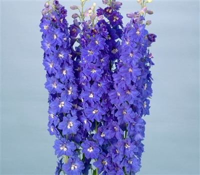 Delphinium Triton Blue