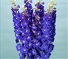 Delphinium Ariel Blue