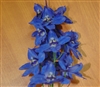 Delphinium Maxima_disc