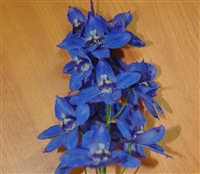 Delphinium Maxima_disc