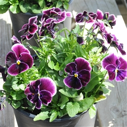 Pansy Nature Rose Picotee_disc