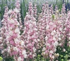 Larkspur Birthday Pink