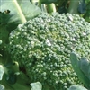 Broccoli Rock F1