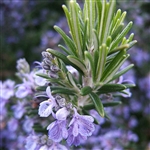 Rosemary officinalis -primed