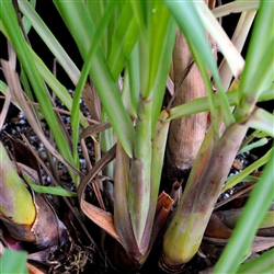 Lemon Grass - C. citratus