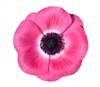 Anemone Marianne Plus Pink