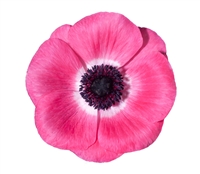 Anemone Marianne Plus Pink