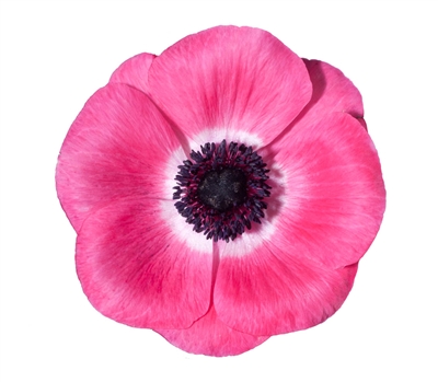 Anemone Marianne Plus Pink