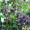 Broccoli Rudolph- Purple sprouting