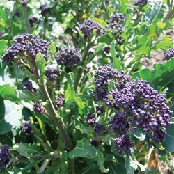 Broccoli Rudolph- Purple sprouting