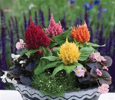 Celosia Glorious Select Mix