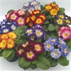 Primula Starlight Flame Mix