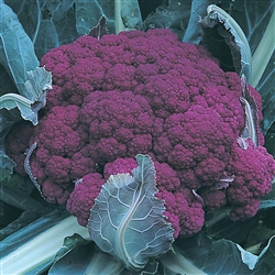 Cauliflower Graffiti F1