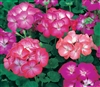 Geranium Divas Picotee Mix