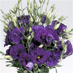 Lisianthus Super Magic DpBlue Pellets