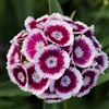 Swt William Sweet Purple BicPe