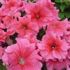 Petunia Tango Red Vein Pellets