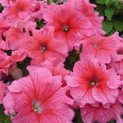Petunia Tango Red Vein Pellets