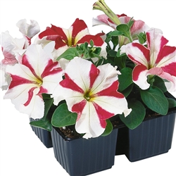 Petunia Tango Red Star Pellets