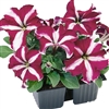 Petunia Tango Burgundy Star Pe