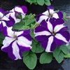 Petunia Tango Blue Star Pellet