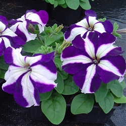 Petunia Tango Blue Star Pellet