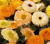 Calendula Bon Bon Mix (dwarf)