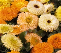 Calendula Bon Bon Mix (dwarf)