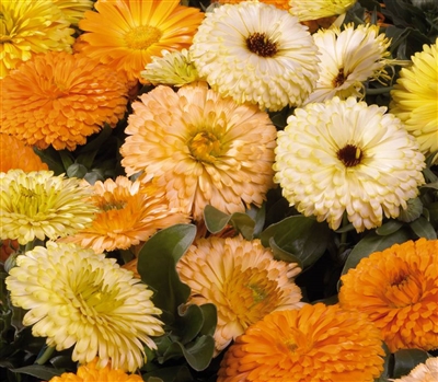 Calendula Bon Bon Mix (dwarf)