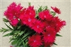 Dianthus Supra Red