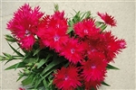 Dianthus Supra Red