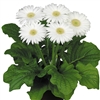 Gerbera F/Line Midi White