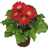 Gerbera F/Line Midi Red