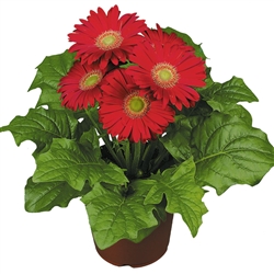 Gerbera F/Line Midi Red